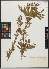 Foto von Salix triandra L. x Salix viminalis L.